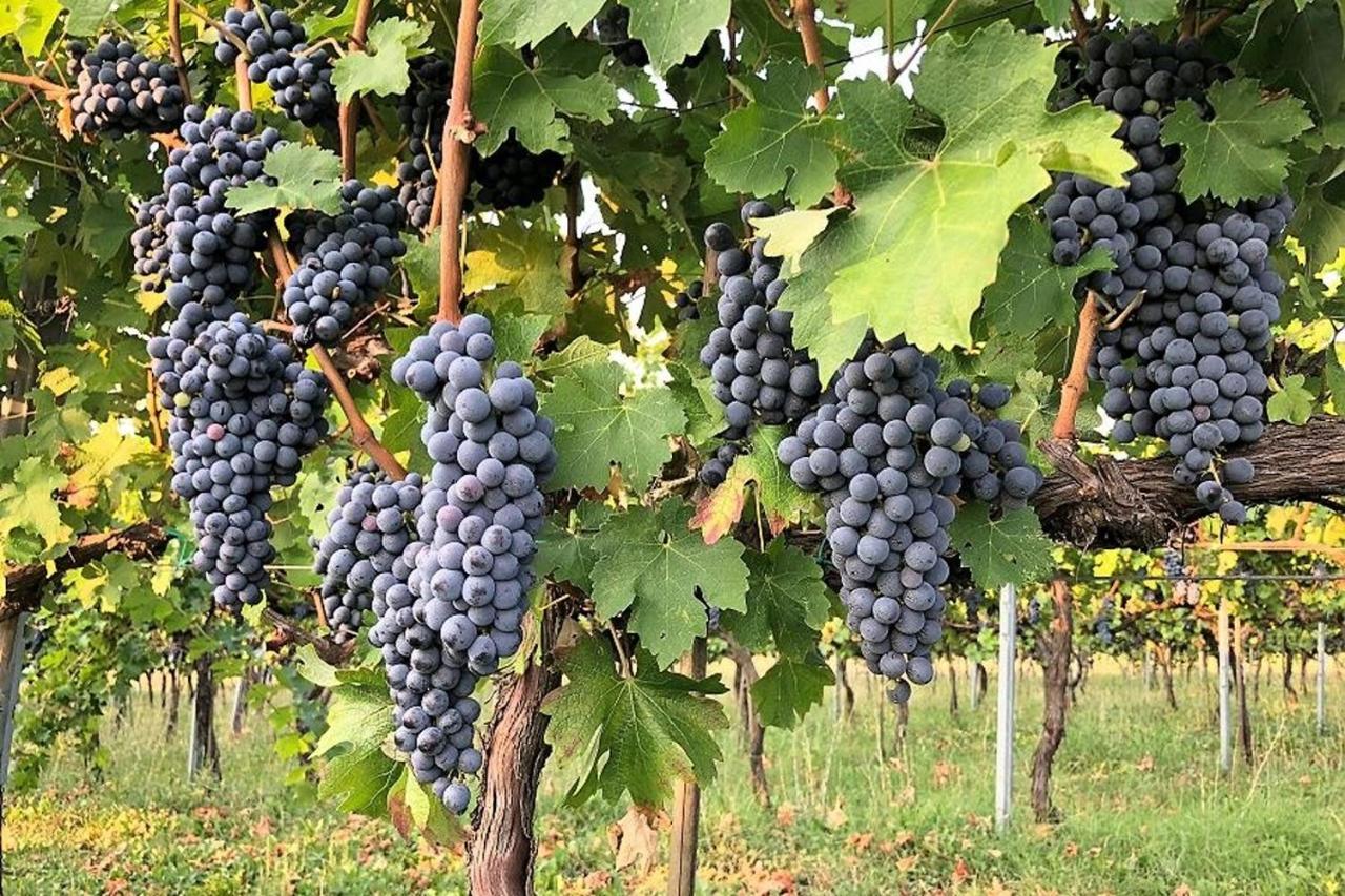 Agriturismo Podere Prasiano Marano sul Panaro Luaran gambar